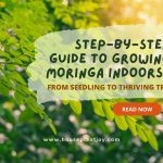 Step-by-Step Guide to Growing Moringa Indoors From Seedling to Thriving Tree