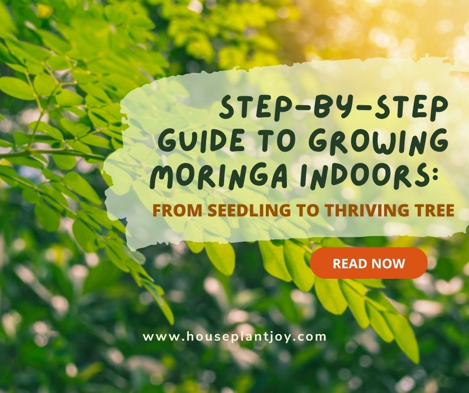 Step-by-Step Guide to Growing Moringa Indoors: From Seedling to ...
