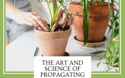 The Art and Science of Propagating Spider Plants