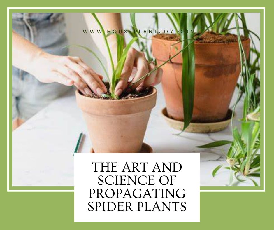 The Art and Science of Propagating Spider Plants