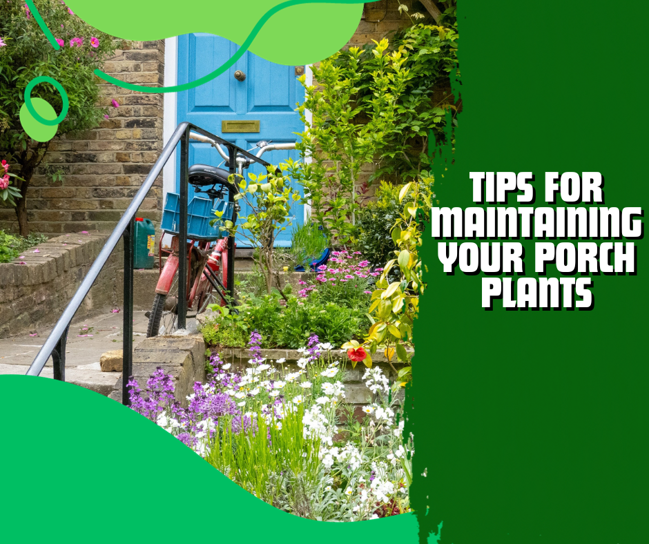 tips for maintaining your porch plants, porch plants