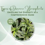 Types of Dracaena Houseplants Unveiling the Diversity in a Comprehensive Guide