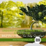 Understanding Bonsai Tree Symbolism What Does a Bonsai Tree Truly Symbolize?