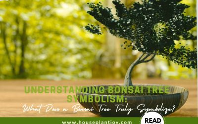 Understanding Bonsai Tree Symbolism What Does a Bonsai Tree Truly Symbolize?