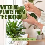 Watering Plants From the Bottom