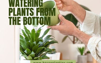 Watering Plants From the Bottom