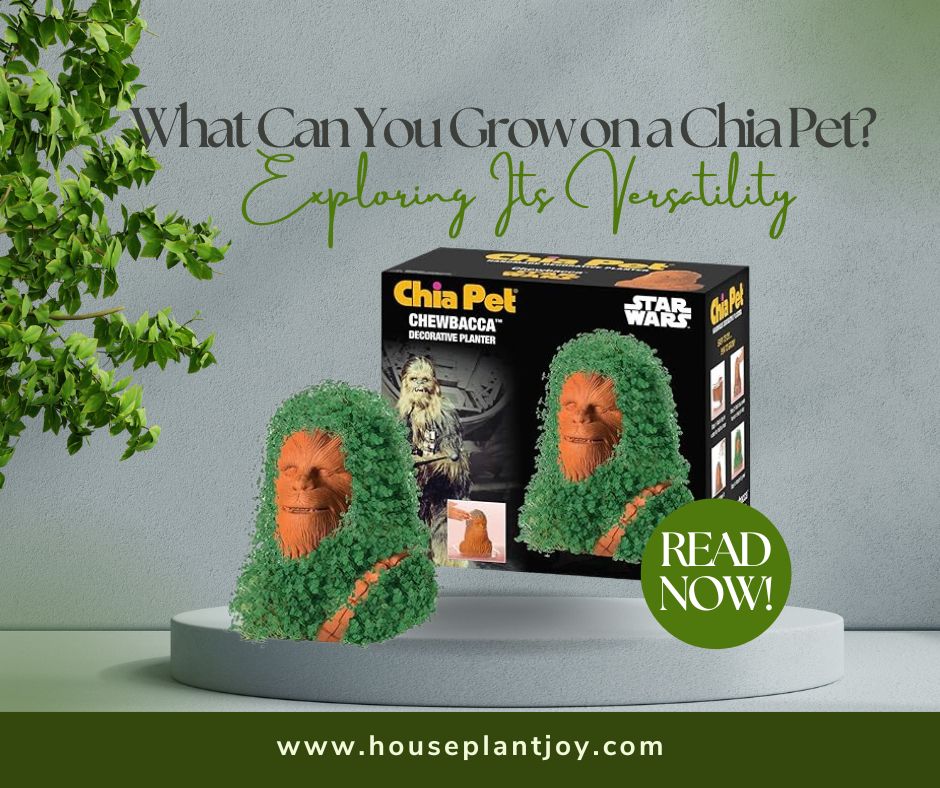 What Can You Grow on a Chia Pet? Exploring Its Versatility