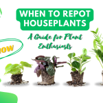 When to Repot Houseplants