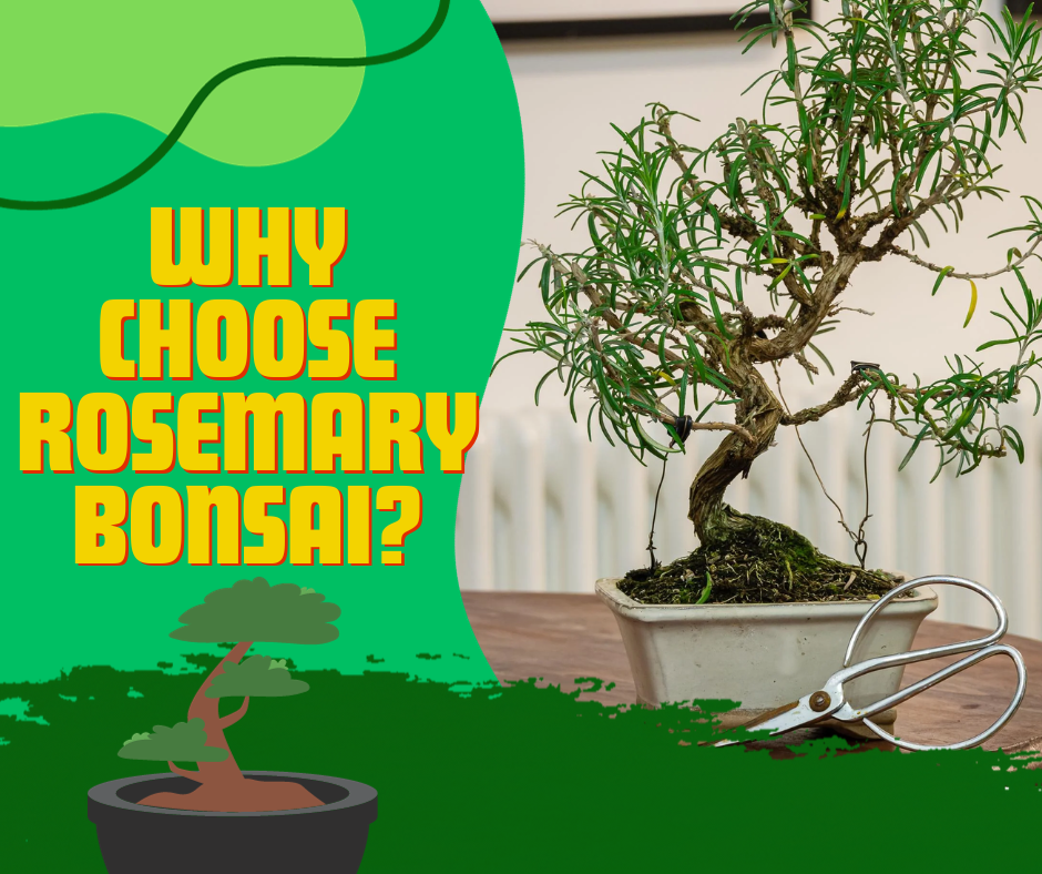 rosemary bonsai, plant healthy, rosemary prefers