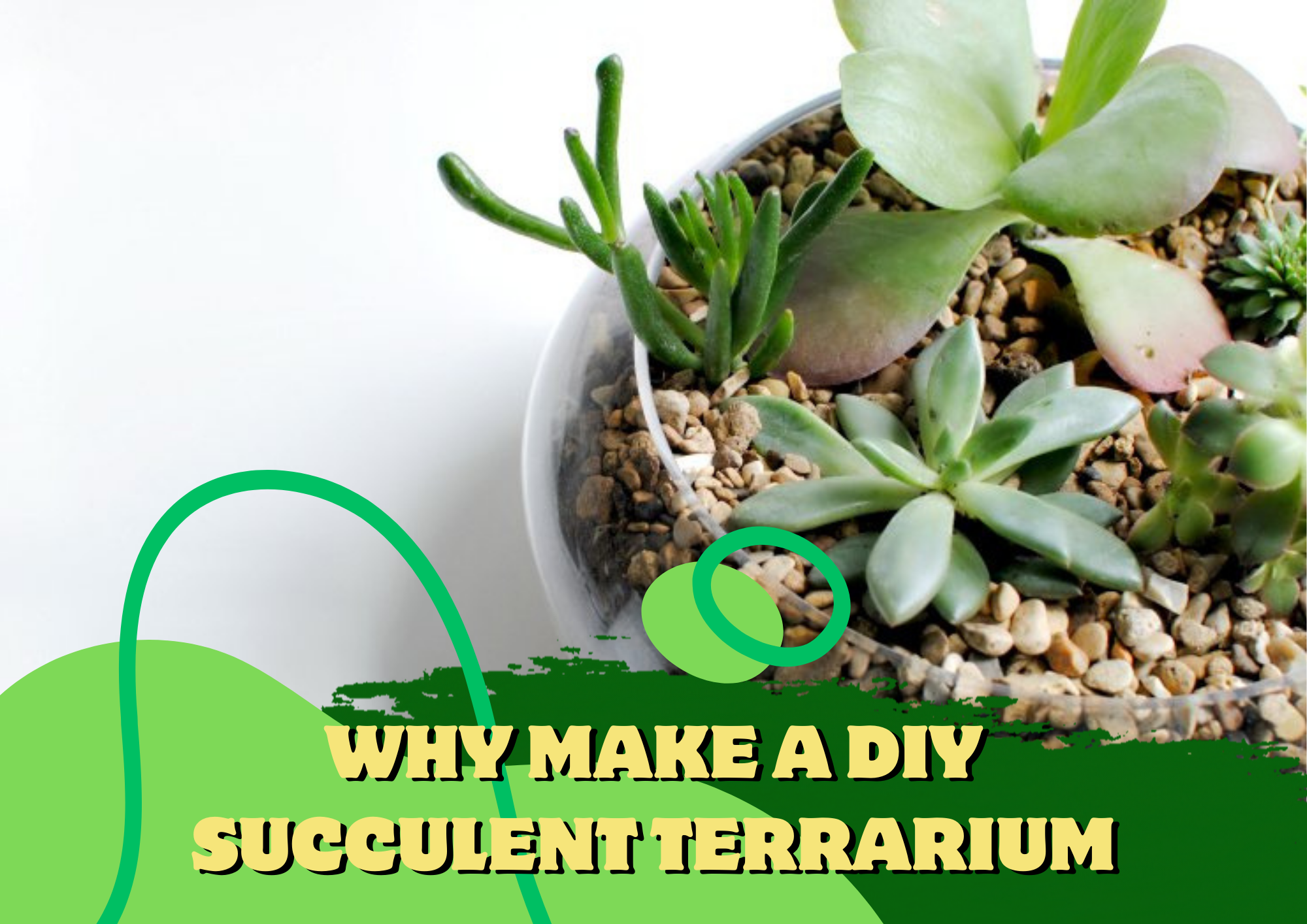 succulent terrarium, open container, plants inside