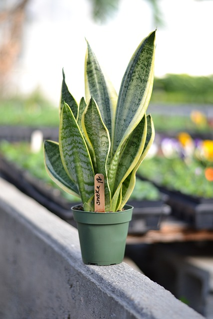 snake plant, houseplant, mother in law's tongue