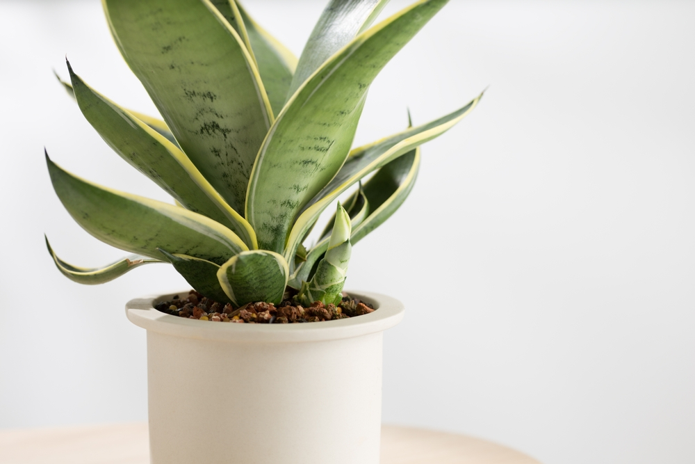 Propagating Snake Plants