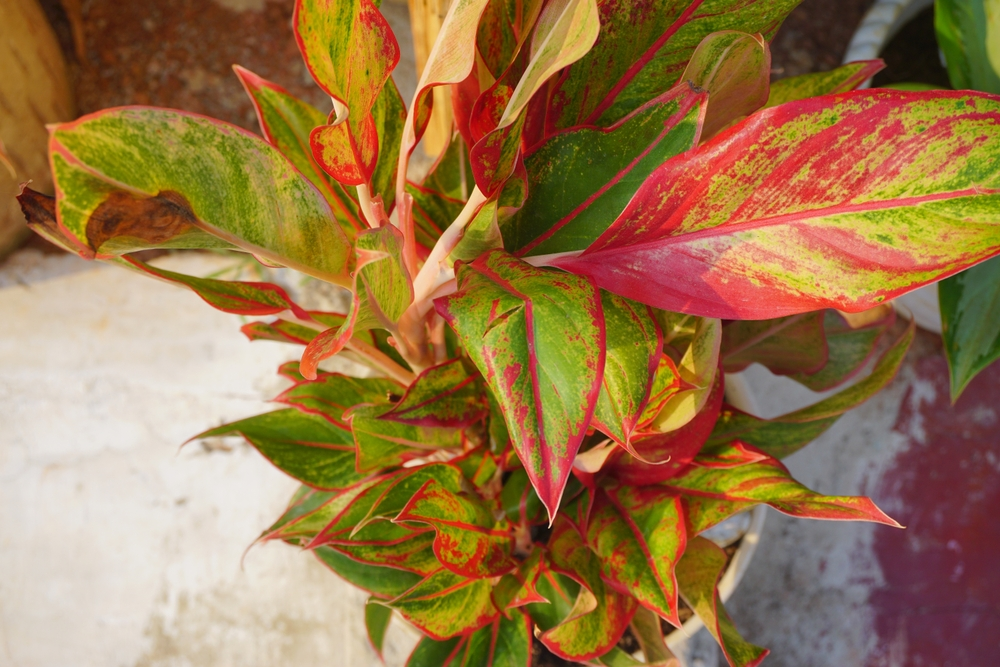 A photo of a Chinese evergreen with its dark green leaves in a low light environment