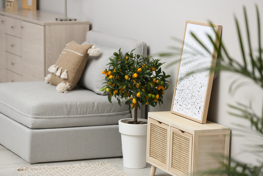 A picture of a variety of indoor fruit trees