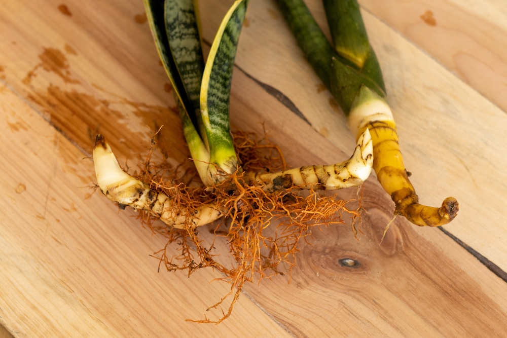 Propagating Snake Plants