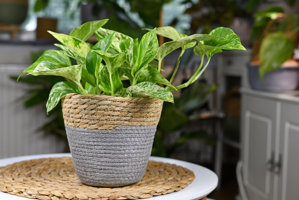 Marble Queen Pothos table plant