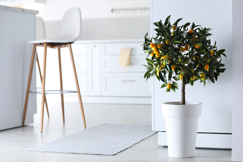 A photo of a variety of low light indoor trees thriving in a natural light environment