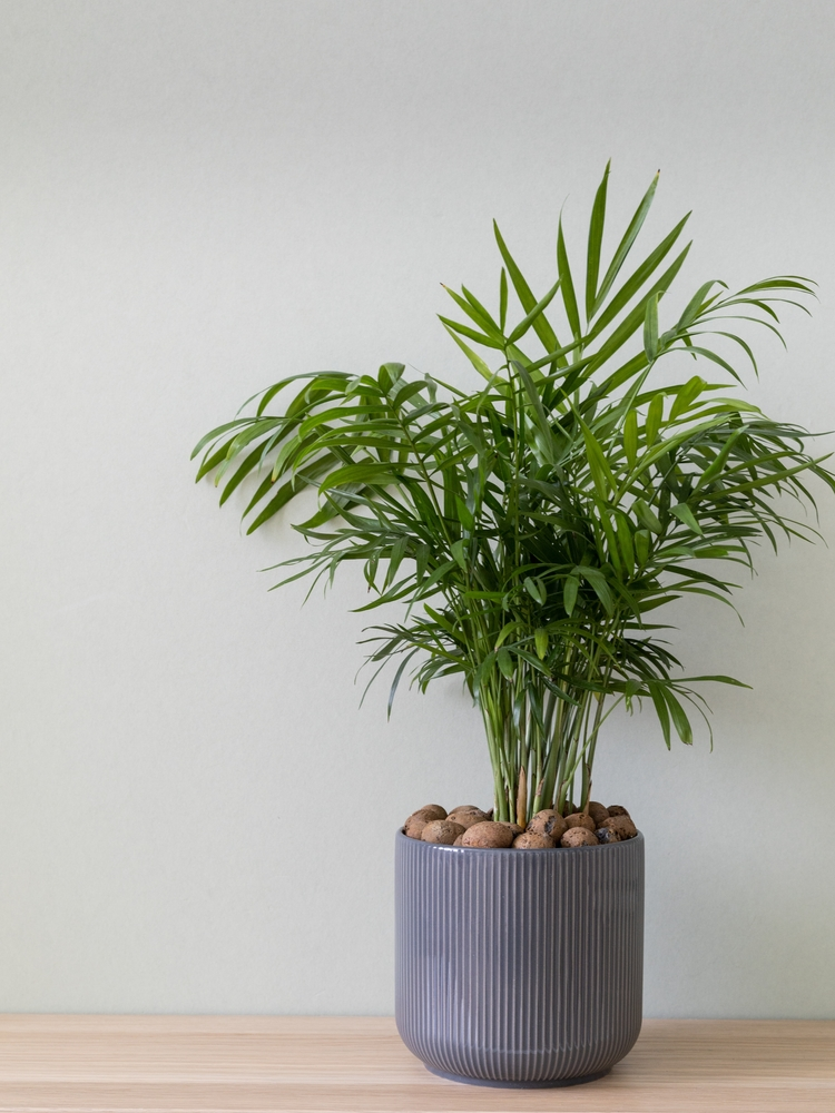 A Parlor Palm (Chamaedorea elegans) plant, perfect for indoor trees low light environments.