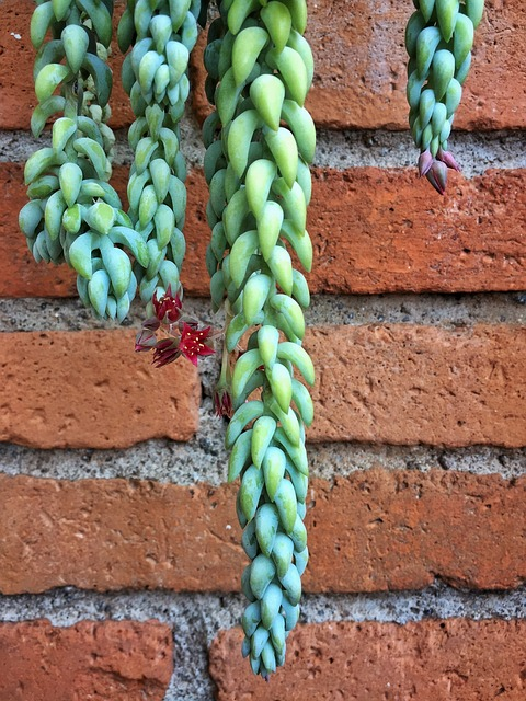 succulent, beautiful flowers, house