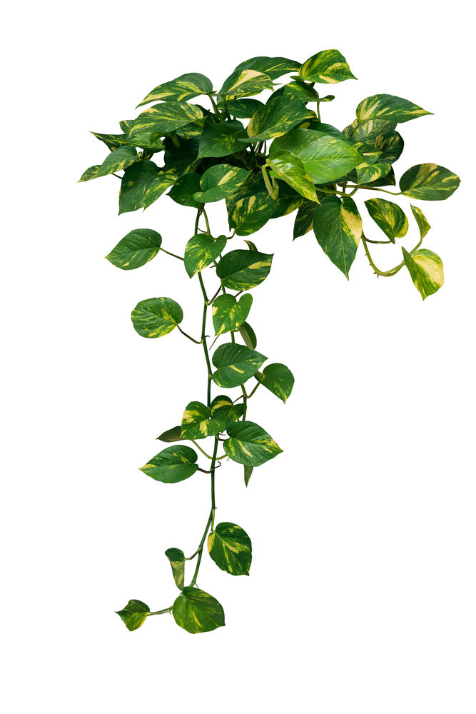 hanging pothos decoration ideas