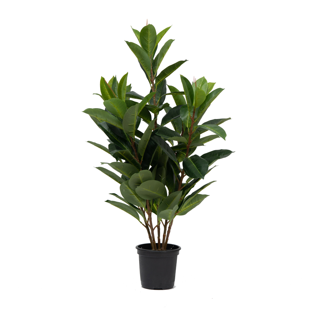 A photo of a rubber plant with its deep green leaves in a low light environment