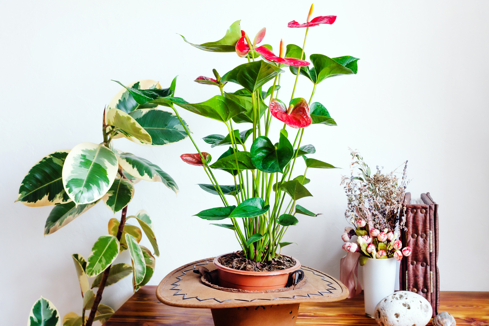 A dark green Anthurium luxurians with dark green leaves