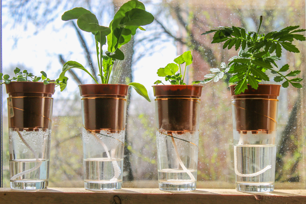 Watering Plants From the Bottom