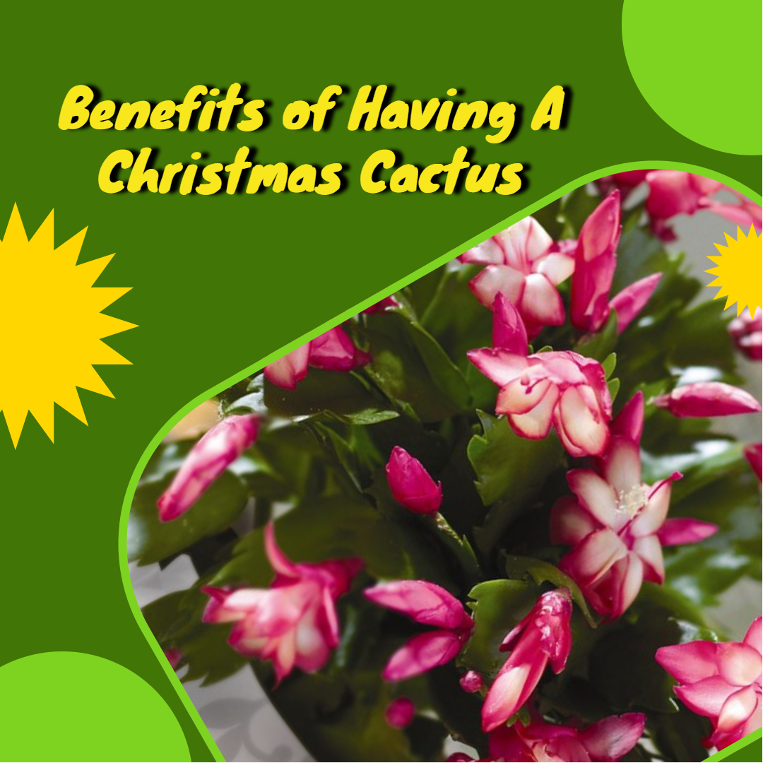 benefits, christmas cactuses, vibrant flowers