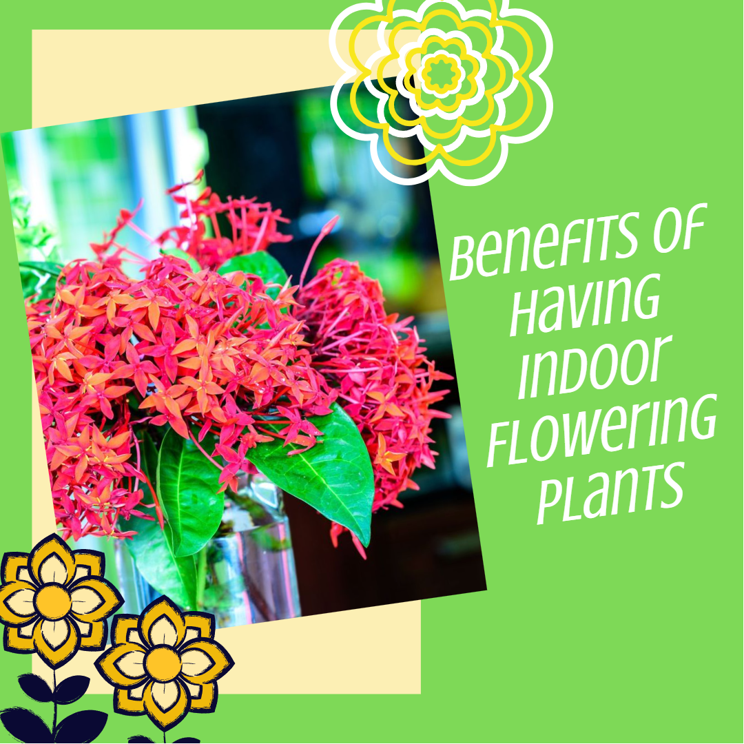 indoor flowering plants, showy flowers