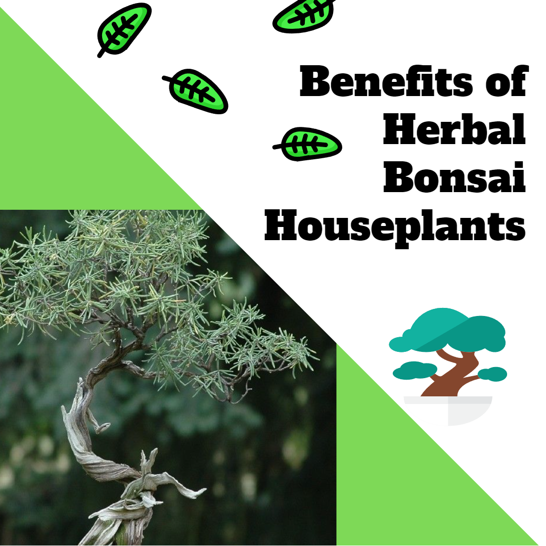 benefits, tiny leaves, art styles, herbal bonsai houseplants