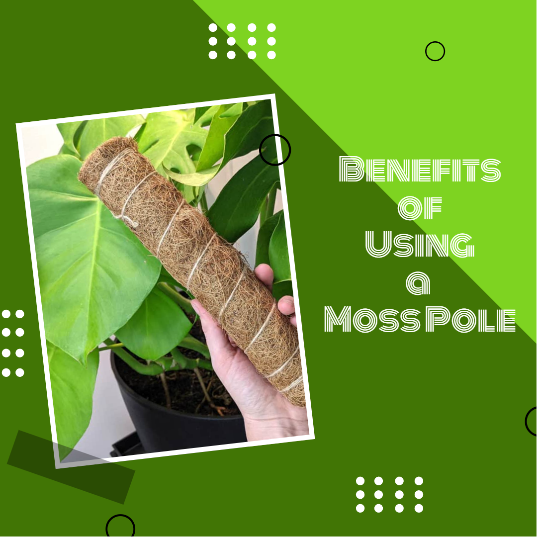 benefits of using moss pole, narrow moss pole, sphagnum moss pole