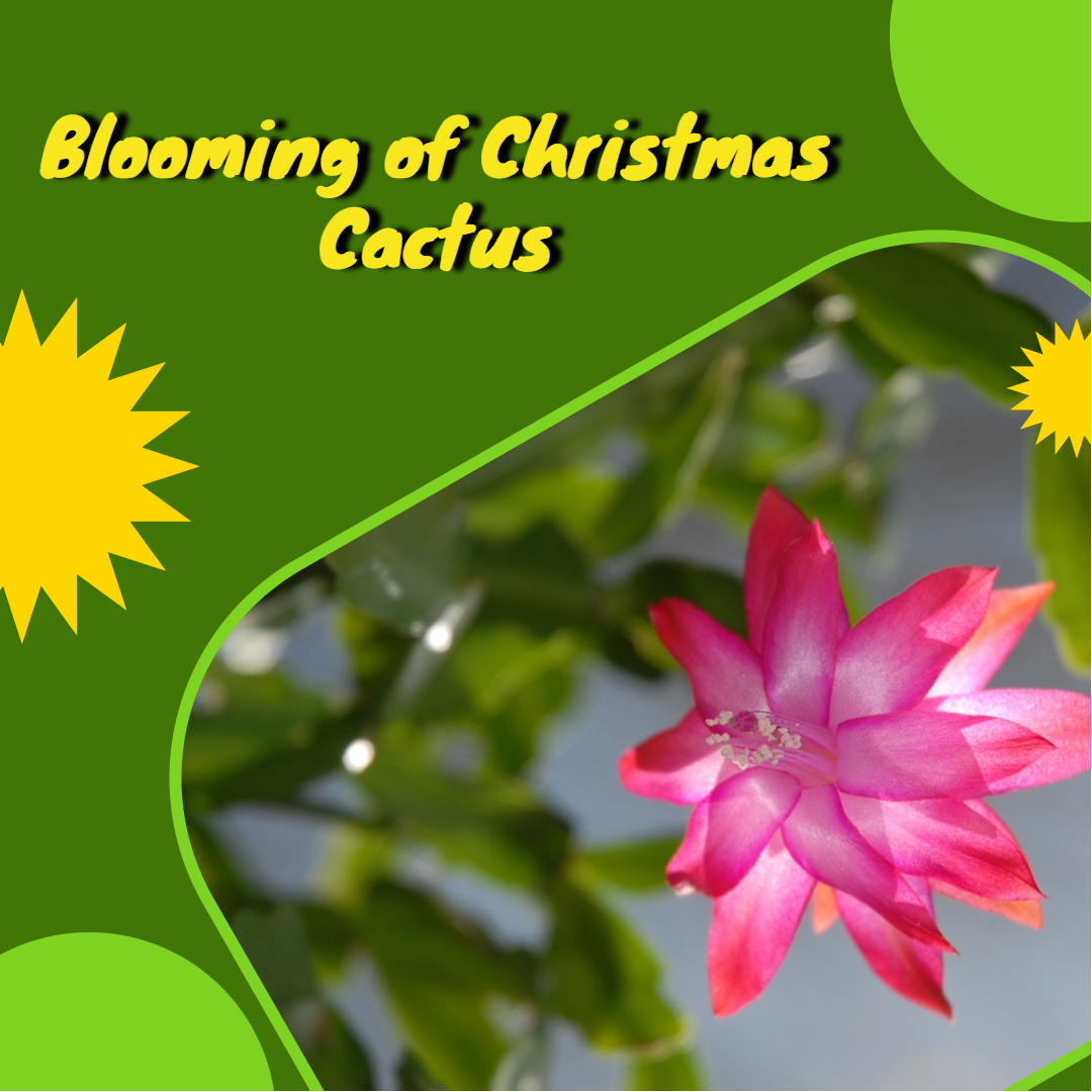 christmas cacti blooms