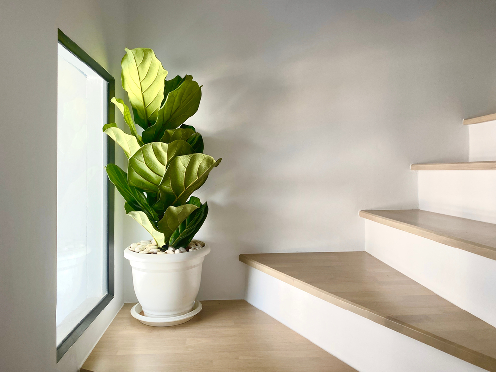 A photo of a fiddle leaf fig with its dark green leaves in a low light environment