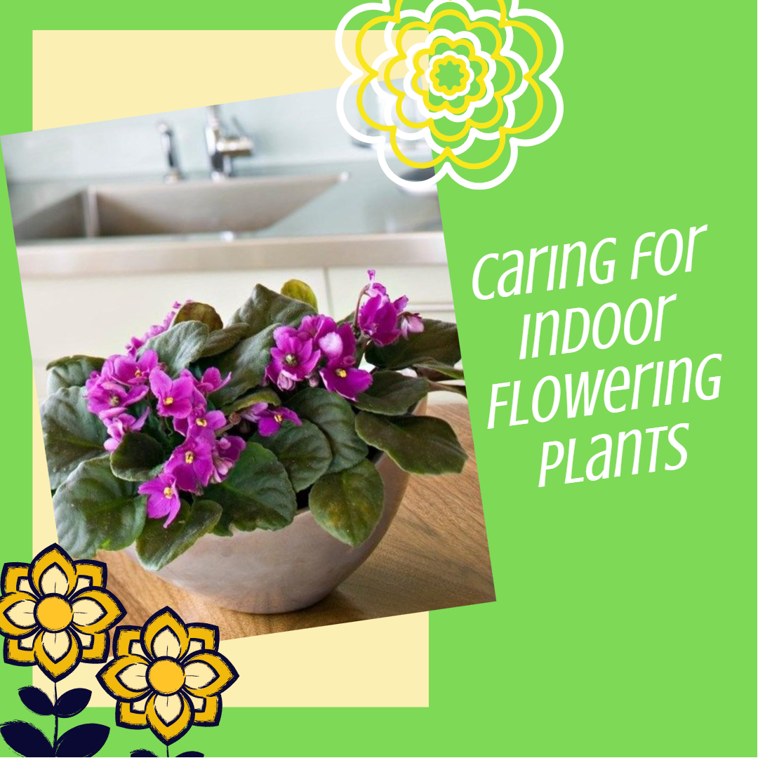 caring for indoor flowering plants, blooming plant, bloom indoors