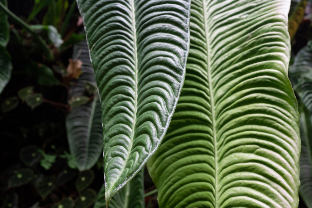 King Anthurium (Anthurium veitchii)