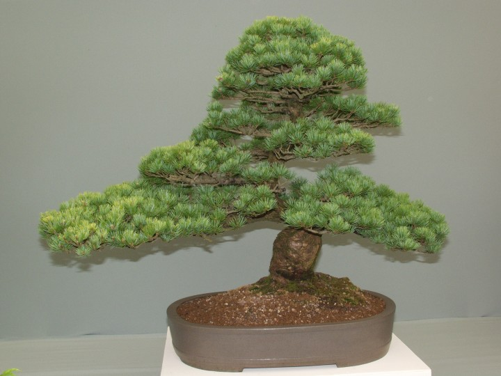 pine bonsai care