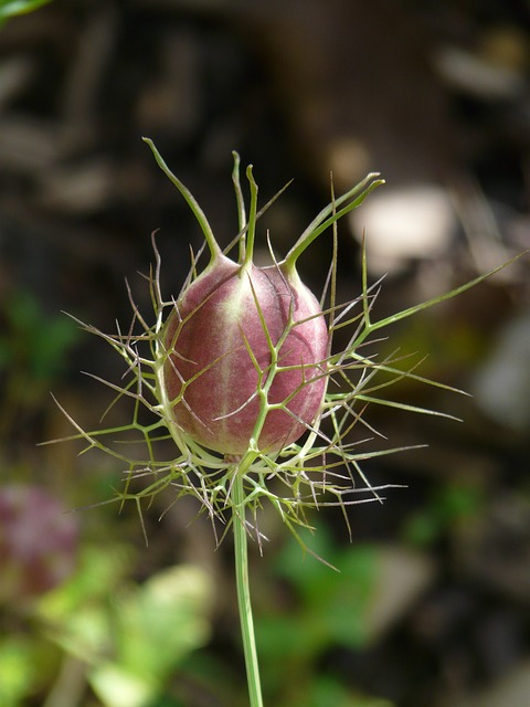 virgin in the green, seed pod, fruit capsule