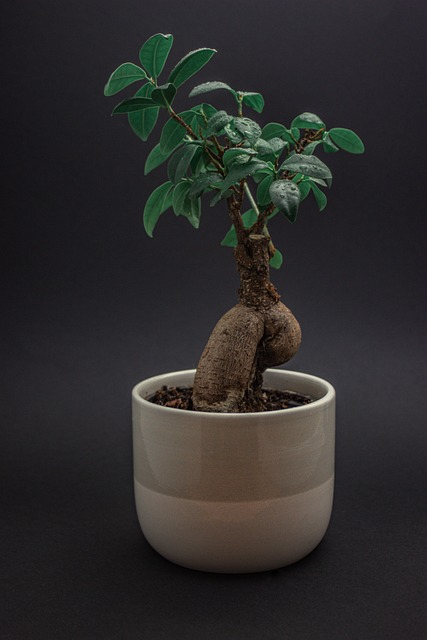 bonsai, plant, indoor plant