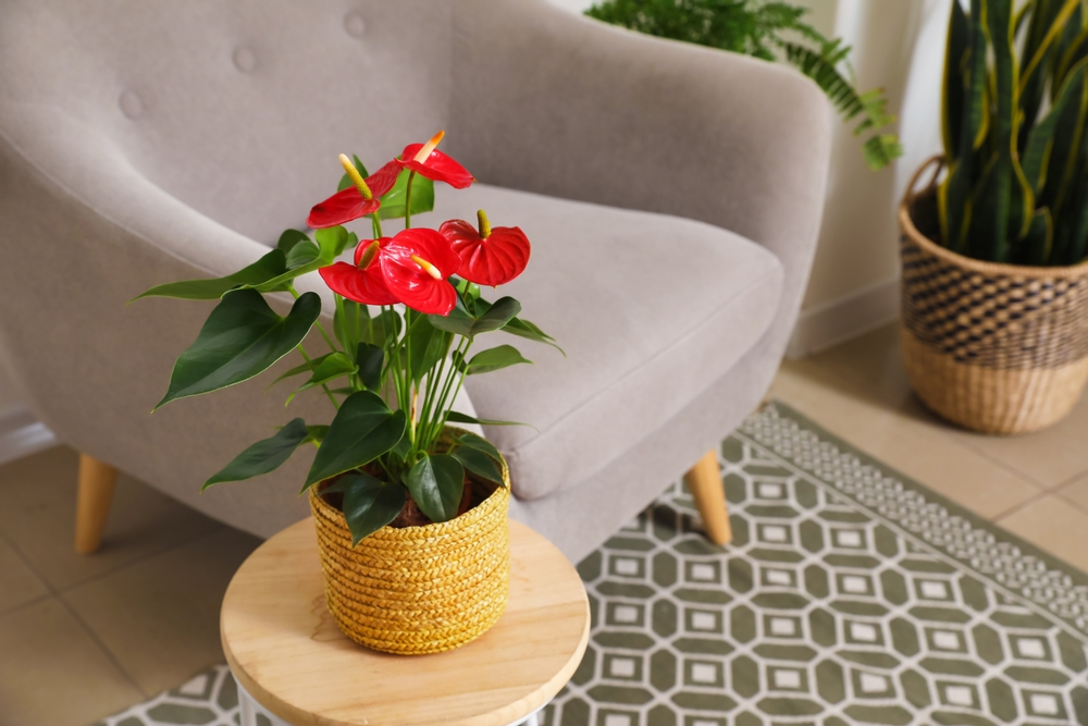 A tropical Anthurium plant with heart shaped leaves