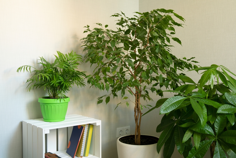 A photo of a money tree with its bright green leaves in a low light environment