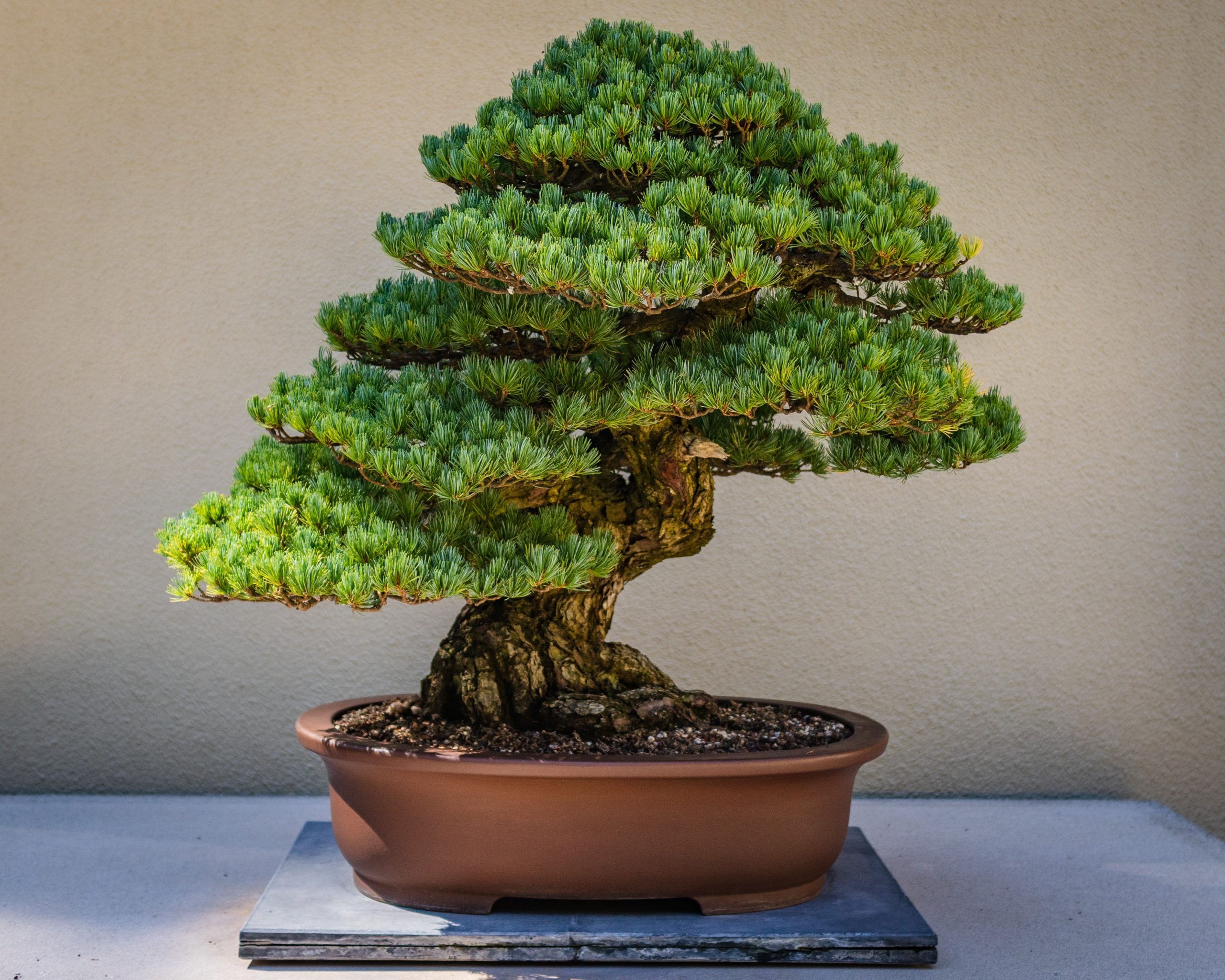 bonsai tree in art and literature