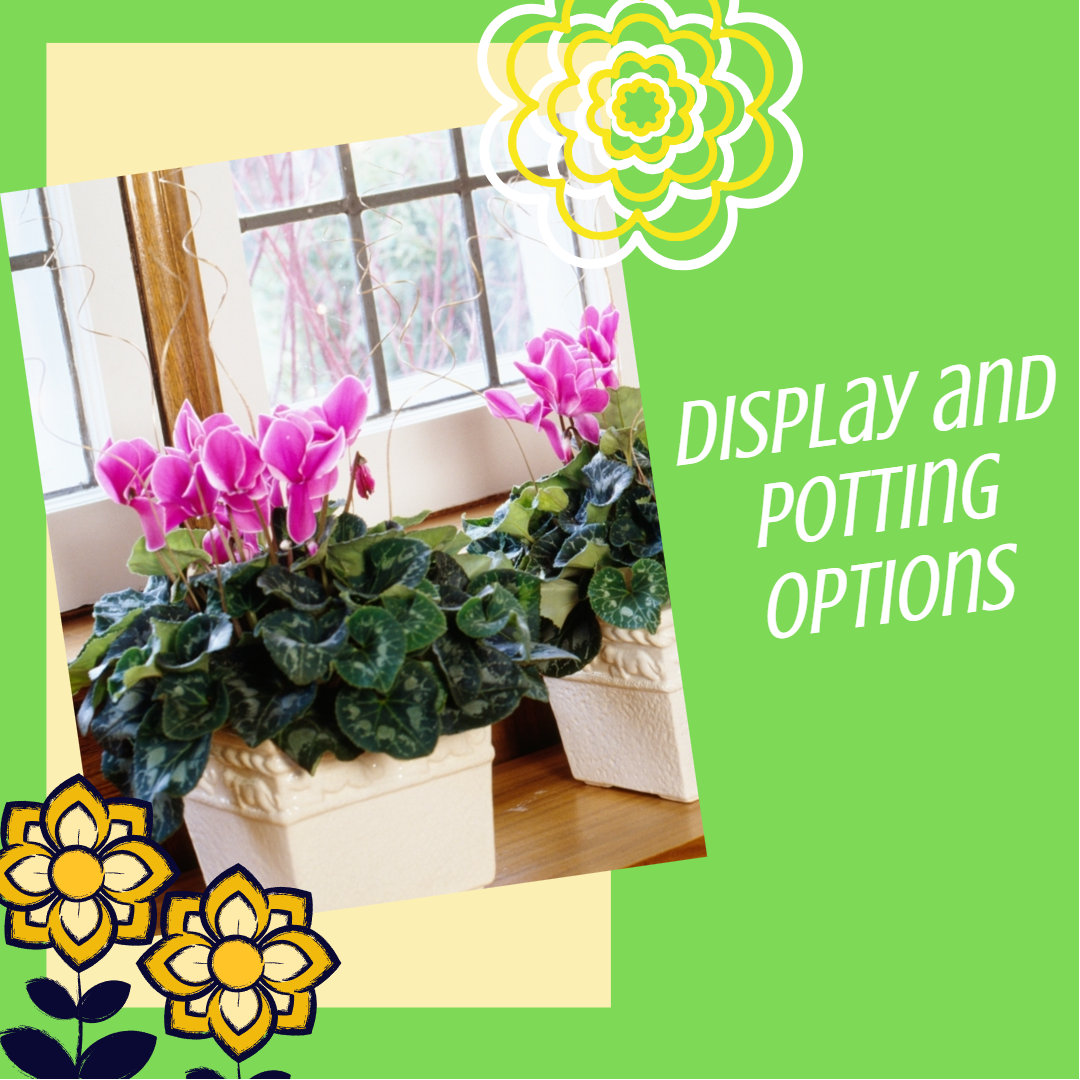 display and potting indoor flowering plants