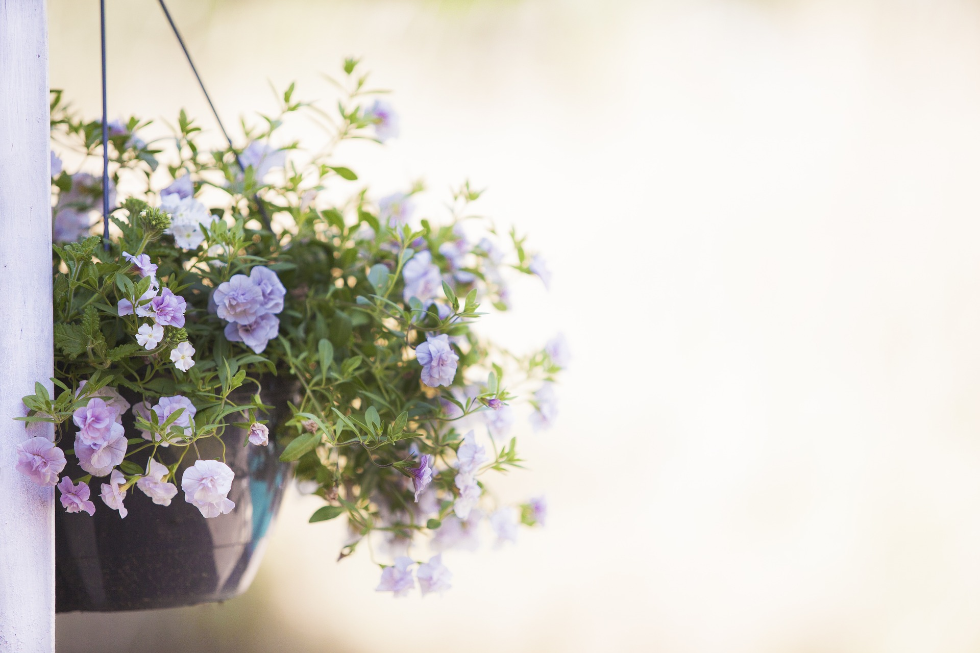 An outdoor oasis with hanging plant and trailing vines