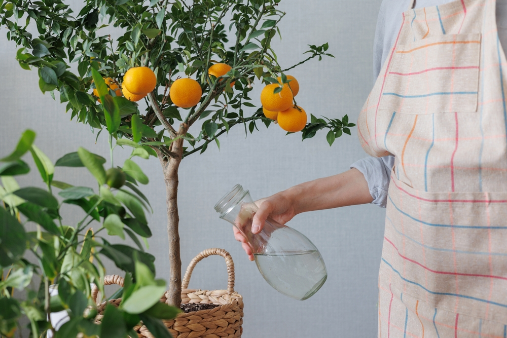 A picture of a person taking care of an indoor fruit tree