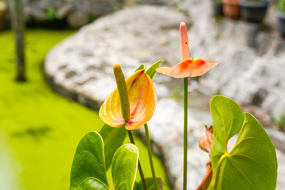  Anthurium andraeanum (Flamingo Flower)