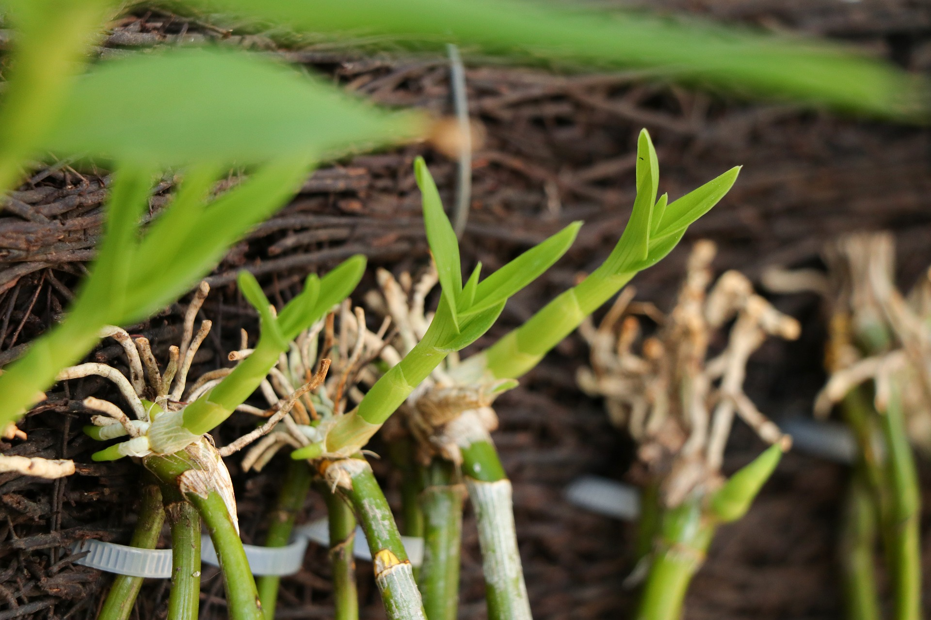 orchid roots