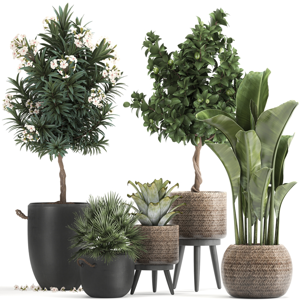 A photo of a variety of low light indoor trees with their benefits in a natural light environment