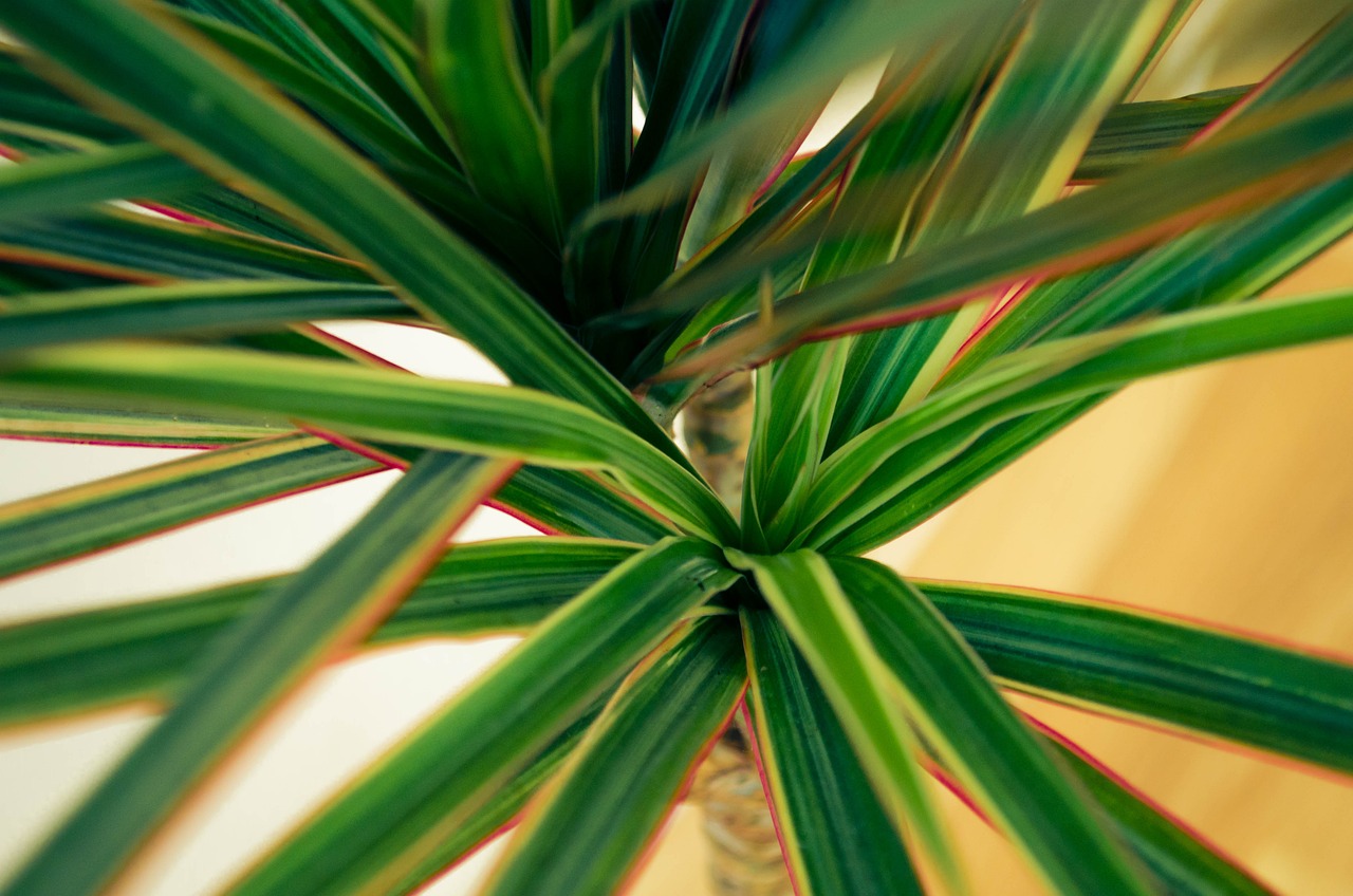 dracaena plants