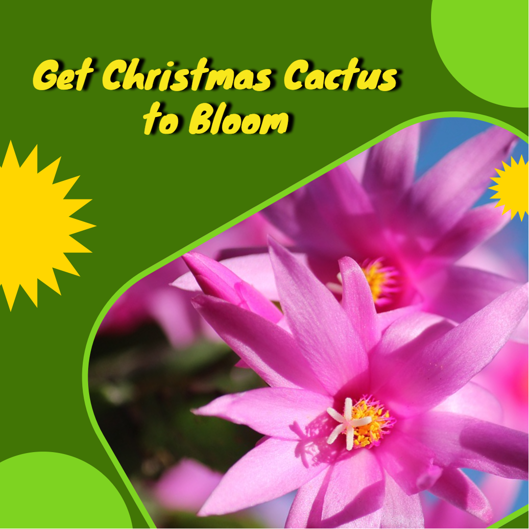 christmas cactus, flower buds, christmas cactus plant, plant blooms