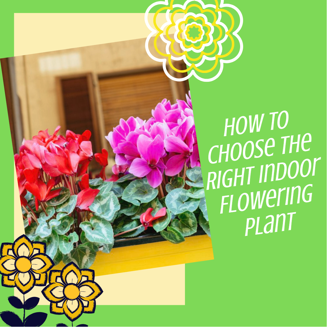 Choose the Right Indoor Flowering Plant